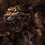 Taiwan leopard