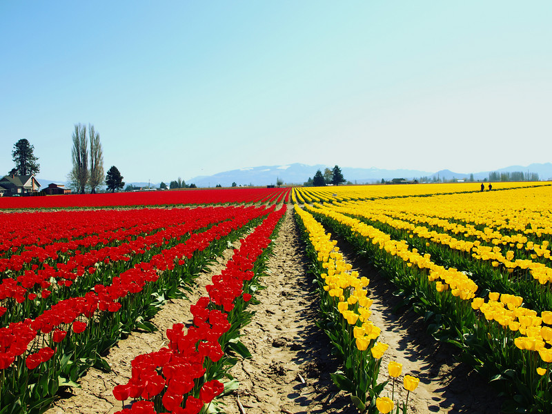 tulip lanes