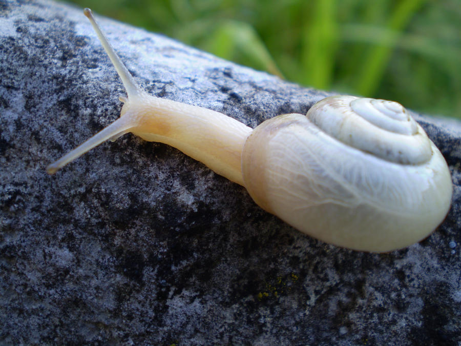 Albino snail