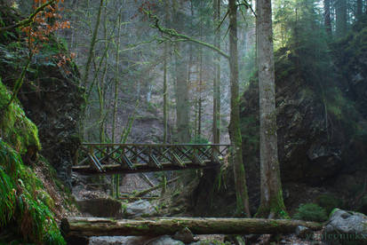 Bridge Through Misty Forest