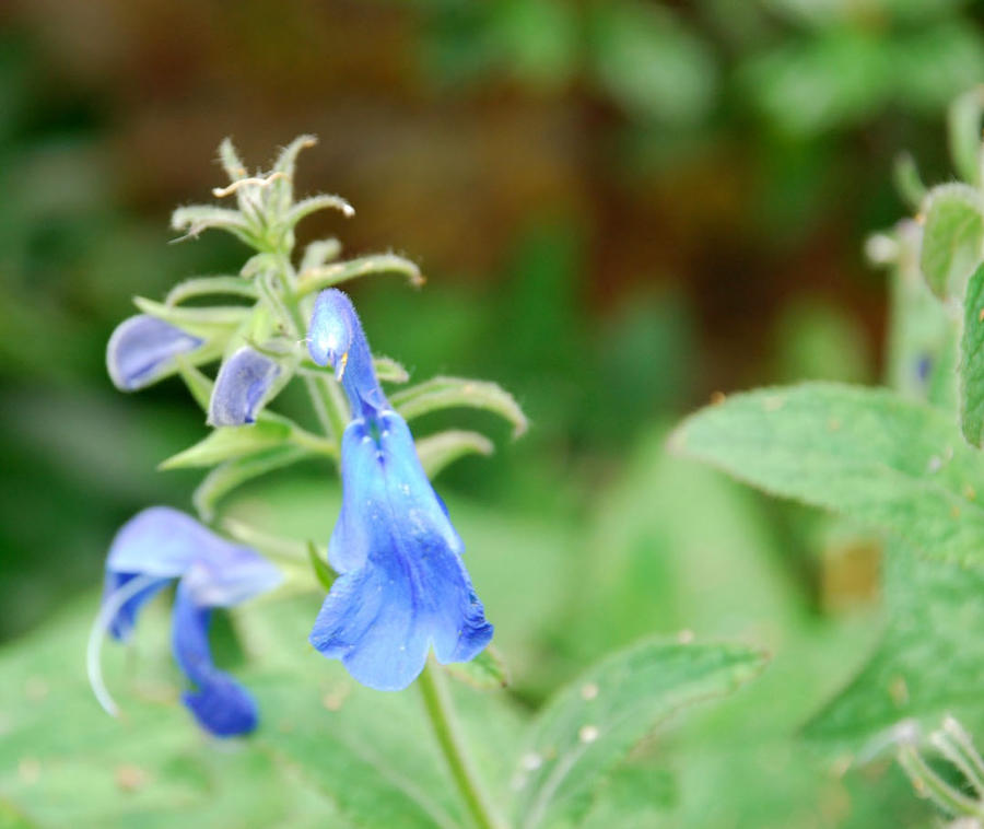 Blue Flower