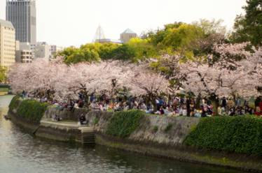 Peace Sakura