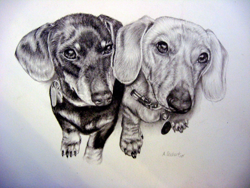 Oscar and Zoey- Dachshunds