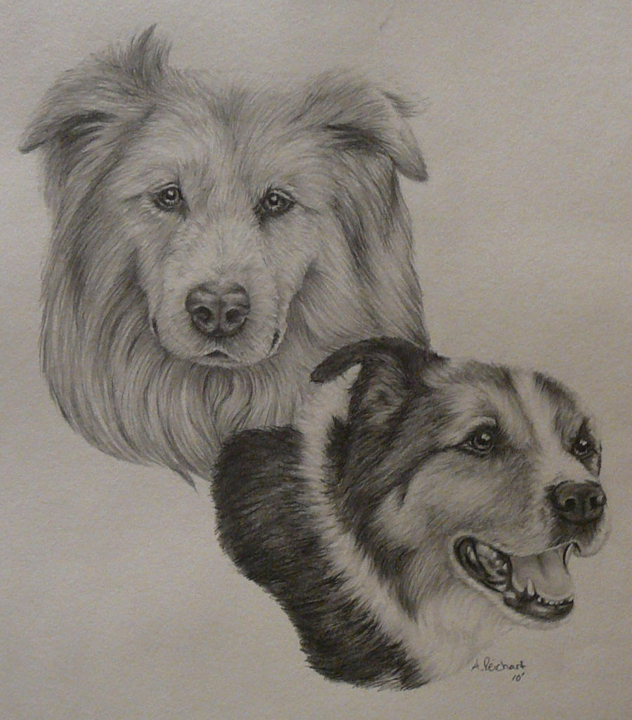 Two Dogs Commission