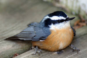 Nuthatch