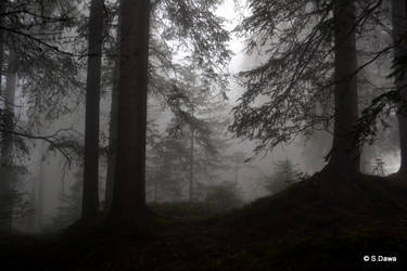 Nebel Im Wald by S-Dawa