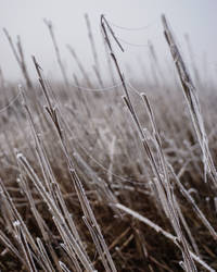 The Frozen Web, 1