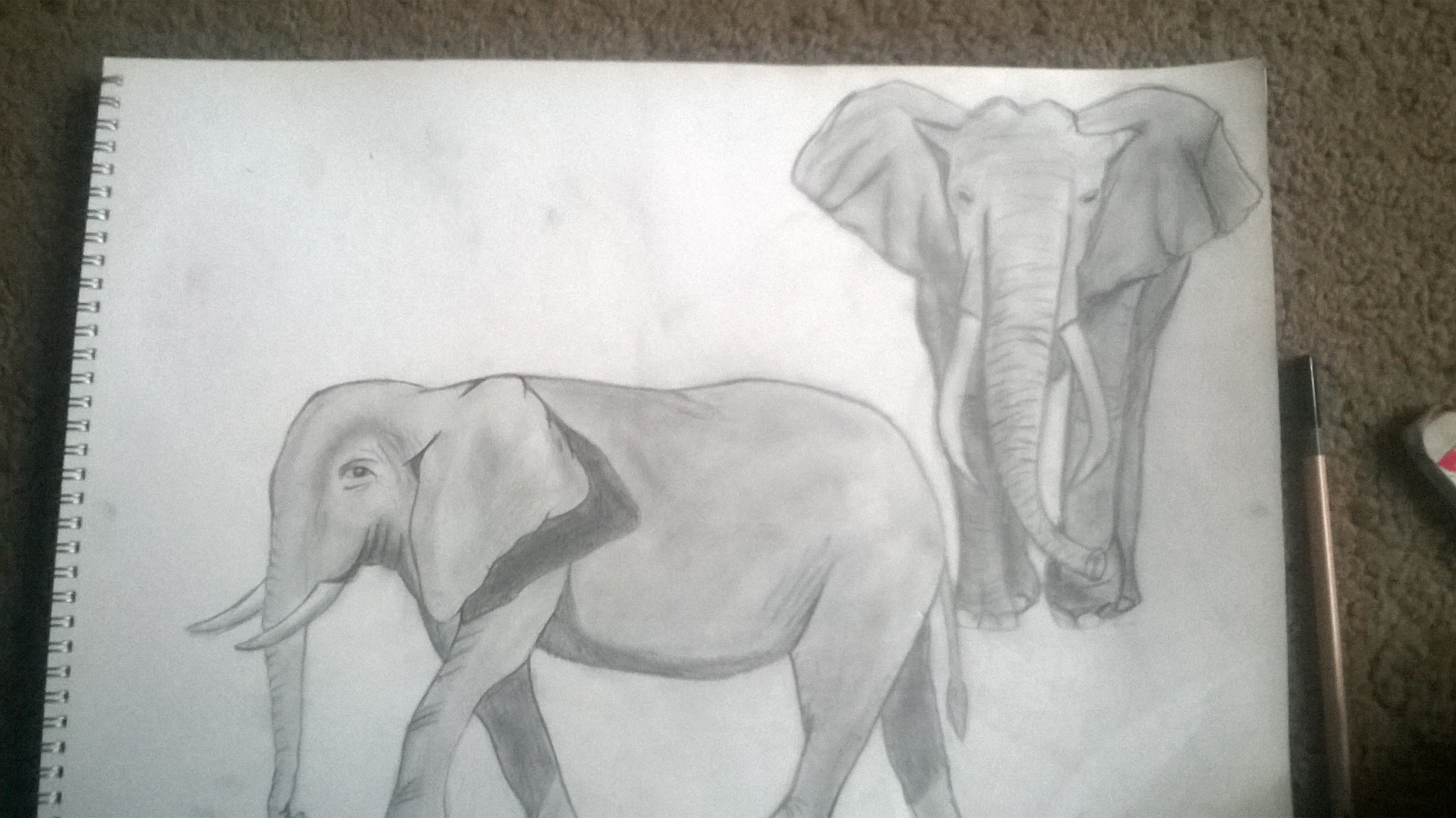 elephants