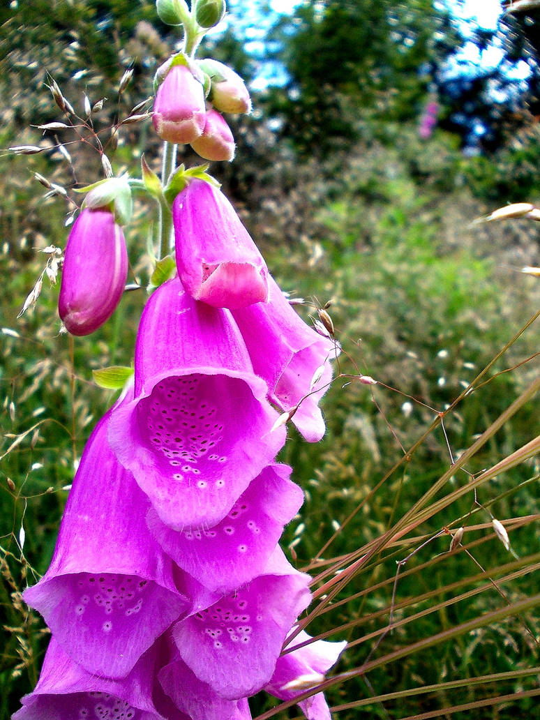 Digitalis purpurea