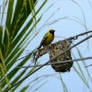 Bird on a nest