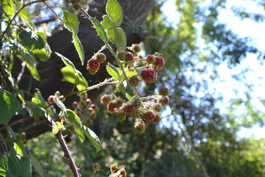 Blackberries 2