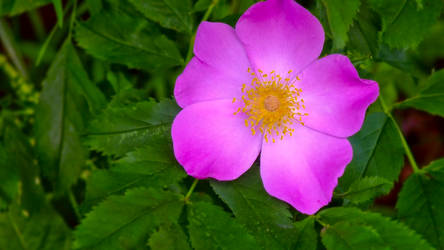 Wild Rose