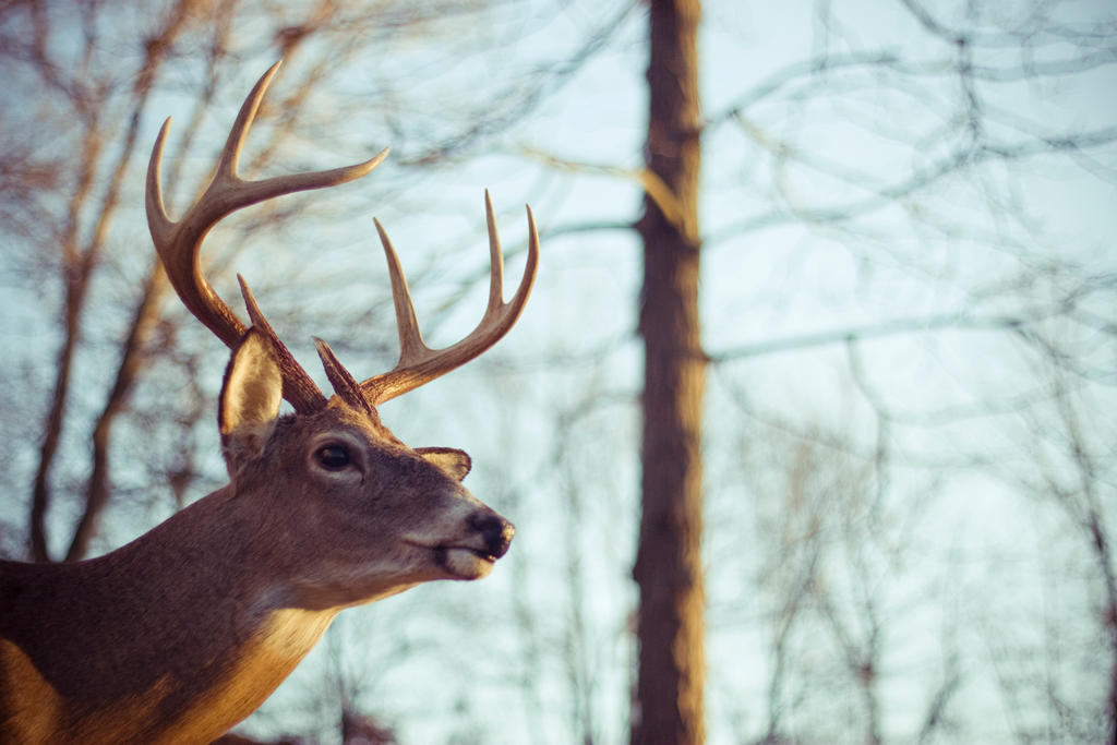 Taxidermy Buck 3