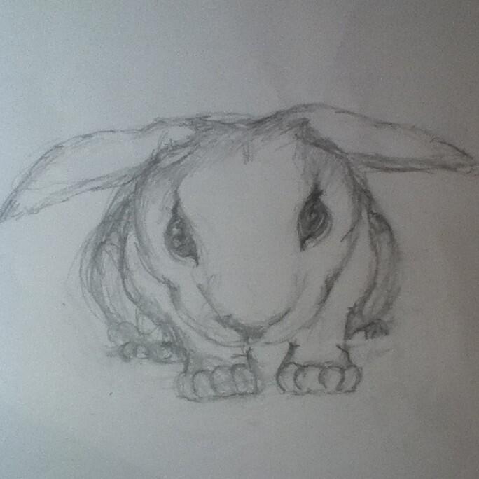 Bunny Rabbit Front View Sketch by ImagiToonConcepts on DeviantArt