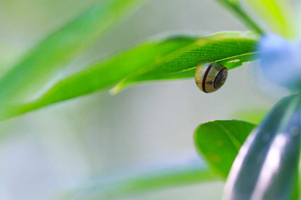 Hidden Snail