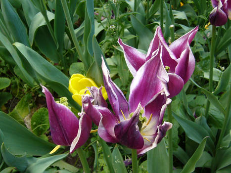 tulip