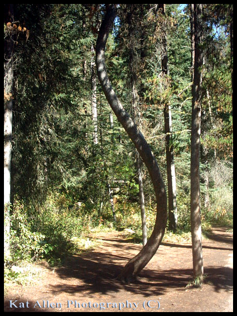 Canada: Bendy Tree