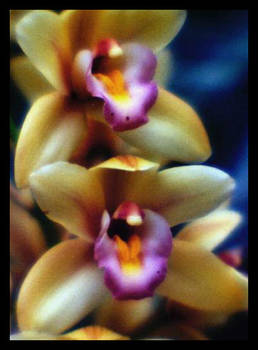 orchids