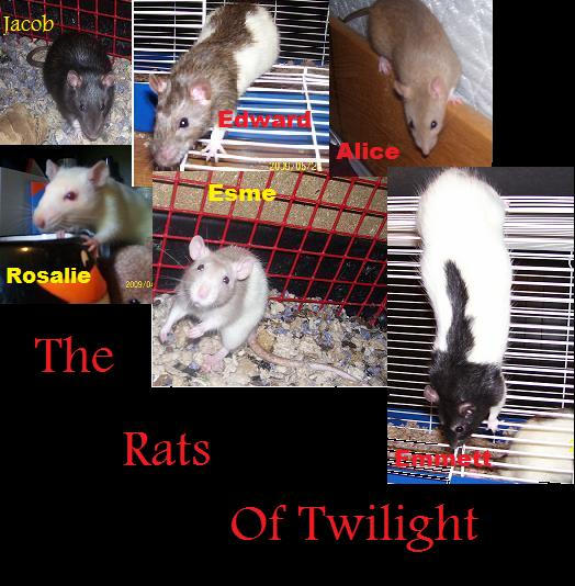 Twilight Rats by StarLeighHeart18 on DeviantArt