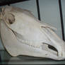 Horse Skull 2