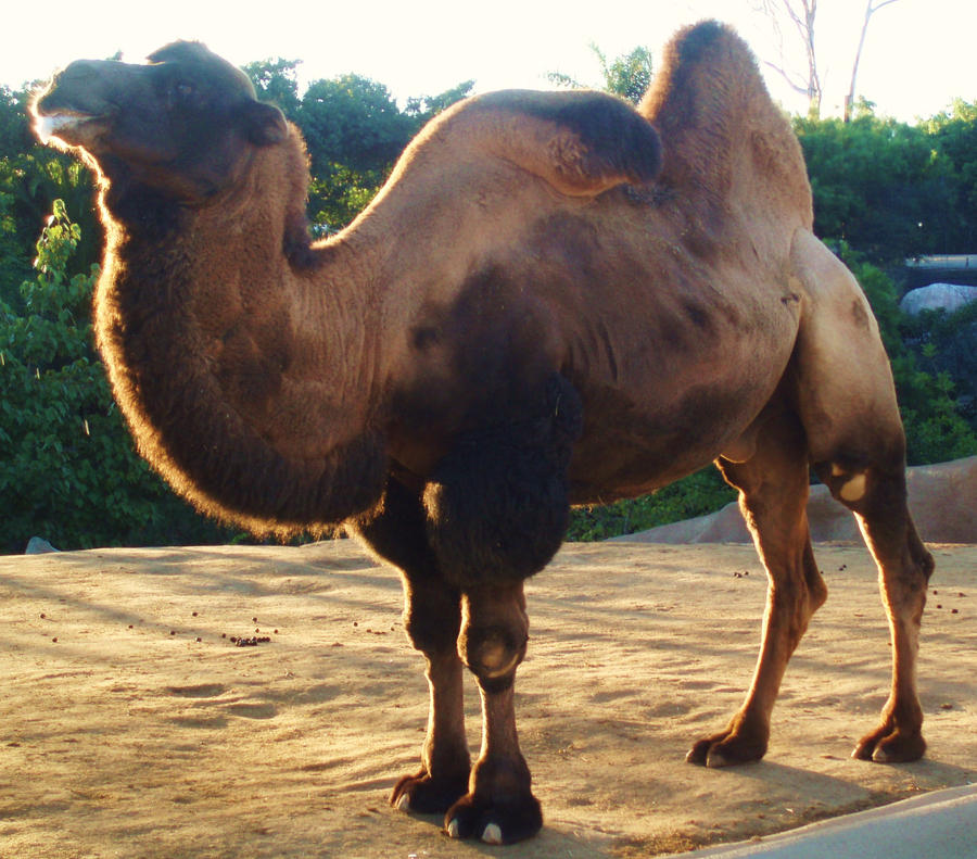 SD Zoo - Camel 2 hump deflated