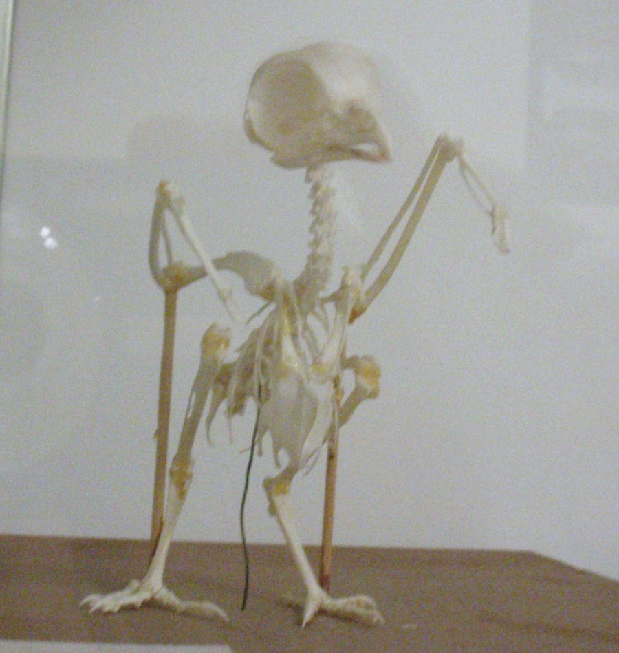 bird skeleton4