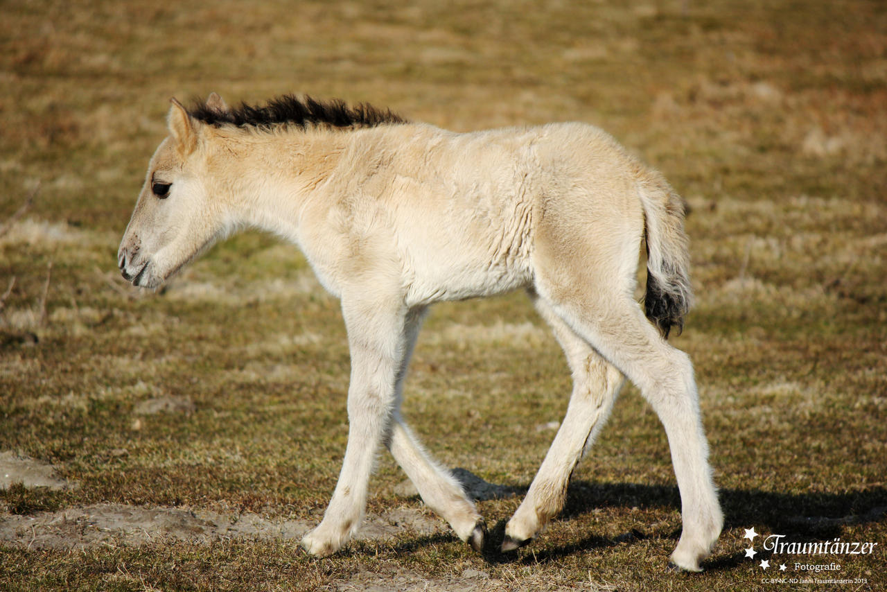 Little Wild Horse