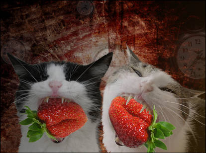 The time of strawberries