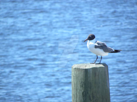 St. John's River