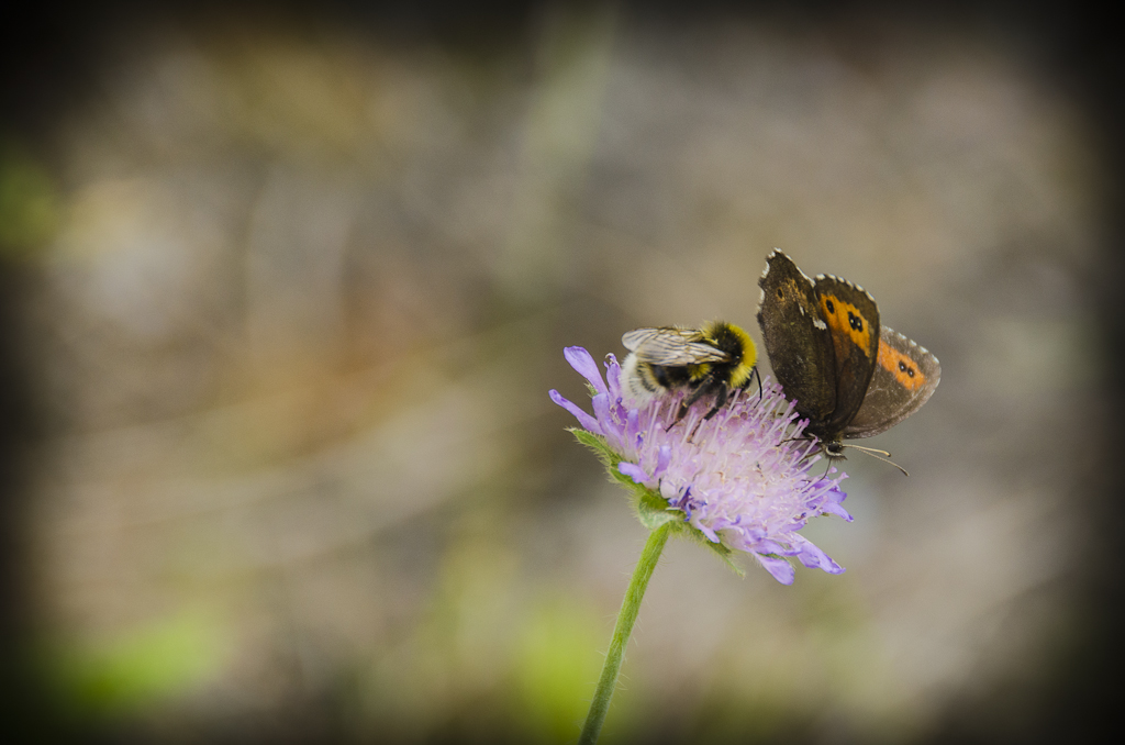 Butterfly and bumblebee on a flower