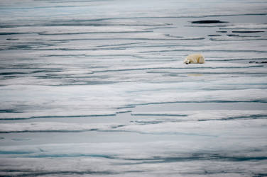 Sleeping Polar Bear, Svalbard by RebeccaYale