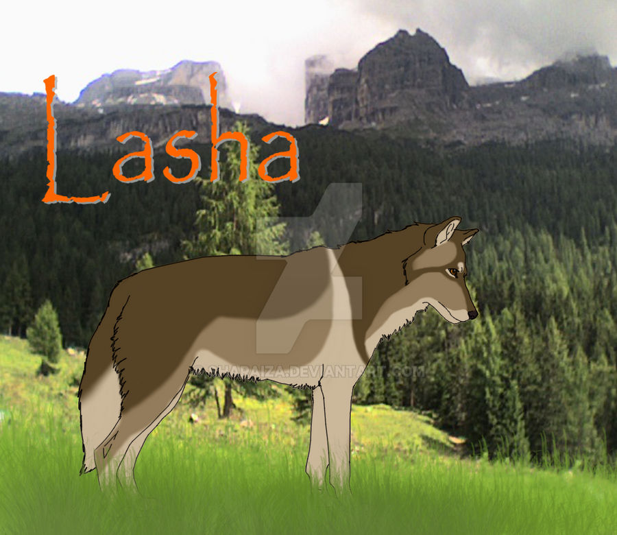 Lasha ref sheet