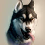 Husky portrait