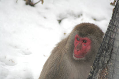 Japanese Macaque II