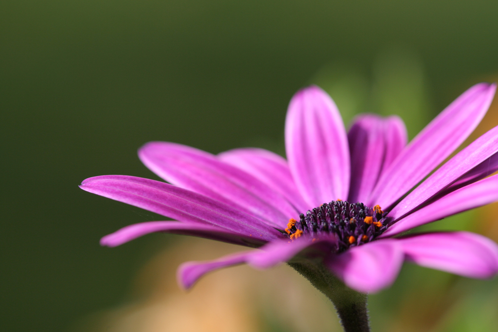 Purpled...