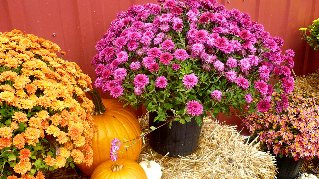 Mums and Pumpkins