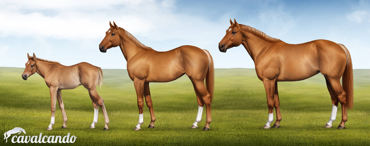 American Quarter Horse. Stages of growth by Vakrai on DeviantArt