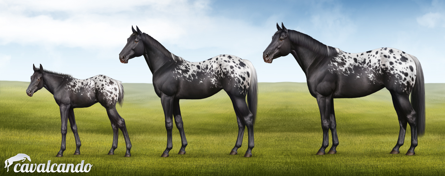 Appaloosa Horse. Stages of growth