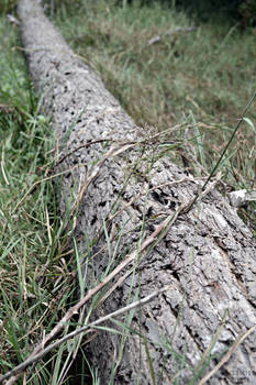 Fallen Trees.