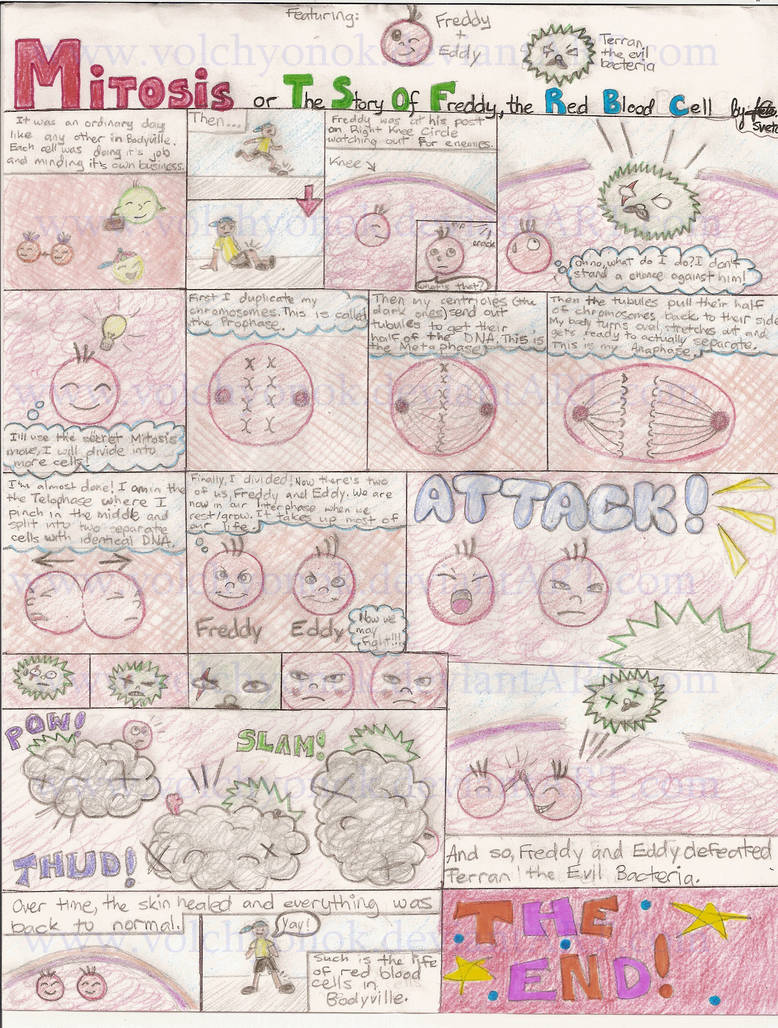 My Mitosis Comic by volchyonok on DeviantArt