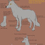 Basic Wolf Anatomy, Tut