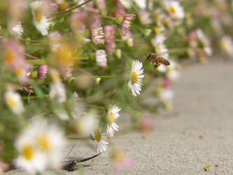 A Bee and Flowers