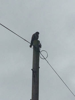 Junior Buzzard Sighted