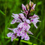 Heath spotted-orchid..