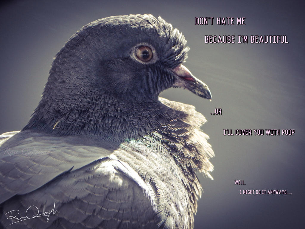 Cute Pigeon Baby By Chikuq On Deviantart Cute Pigeon Baby By Chikuq On Deviantart