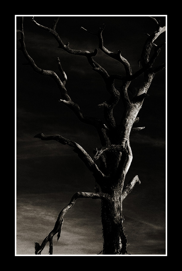 The old oak tree by XusafchiefX on DeviantArt