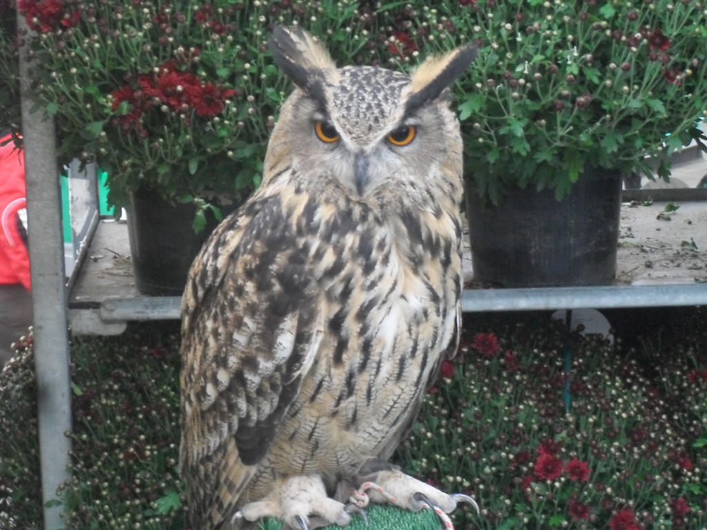 Owlah Owly by OMGalpaca on DeviantArt