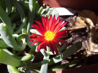 Small Red Flower