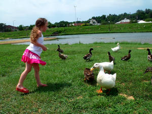 Feeding the Ducks