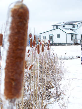 Winter Cattails